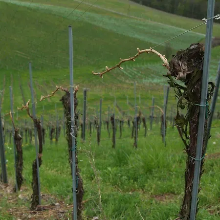 Weingut Primus Suedsteiermark Homestay *