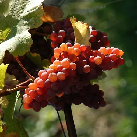 Weingut Primus Suedsteiermark * 施皮尔费尔德
