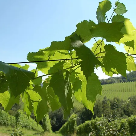 Ubytování v soukromí Weingut Primus Suedsteiermark Spielfeld