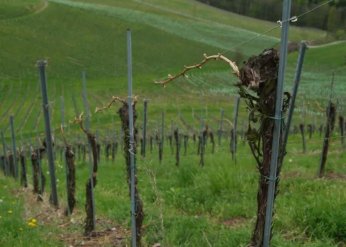 Weingut Primus Suedsteiermark Проживание в семье *