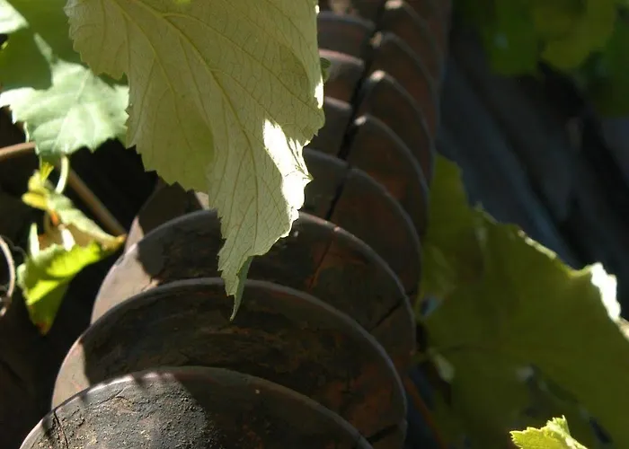 Kwatera prywatna Weingut Primus Suedsteiermark *