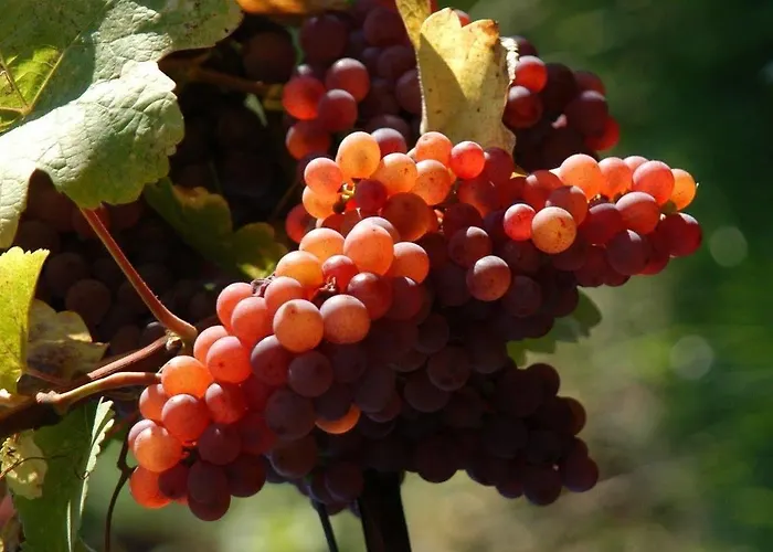 Weingut Primus Suedsteiermark * Шпильфельд