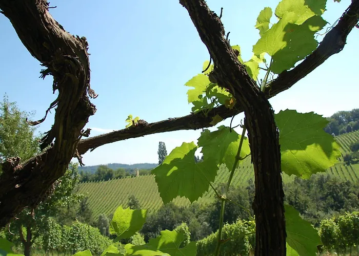 Weingut Primus Suedsteiermark Kwatera prywatna *